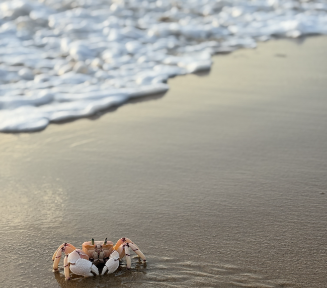 A small sand crab on the beach with foamy ocean waves approaching in the background